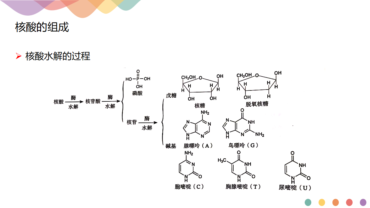 4.3 核酸-课件-2020-2021学年下学期高二化学同步精品课堂新教材人教版选择性必修3共21张PPT_04.png