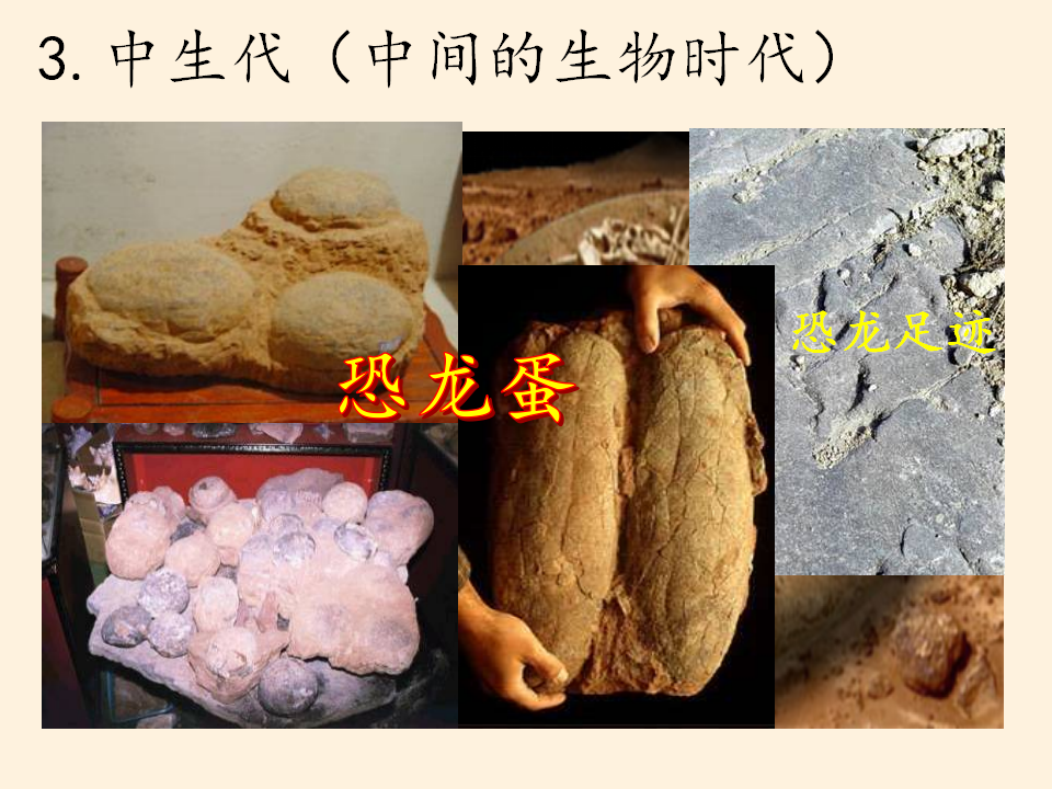 《第三节 地球的历史》集体备课ppt课件_25.png