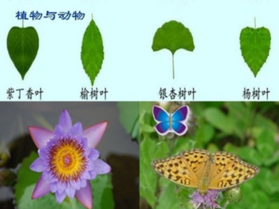 【课件】轴对称图形_12.png