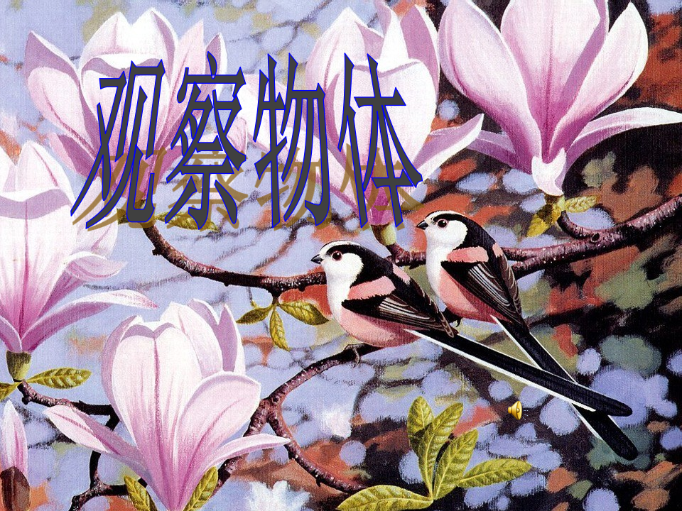 观察物体第三课时课件_01.png