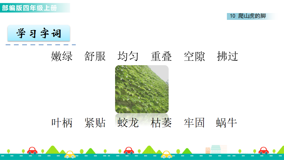 10 爬山虎的脚 课件_05.png