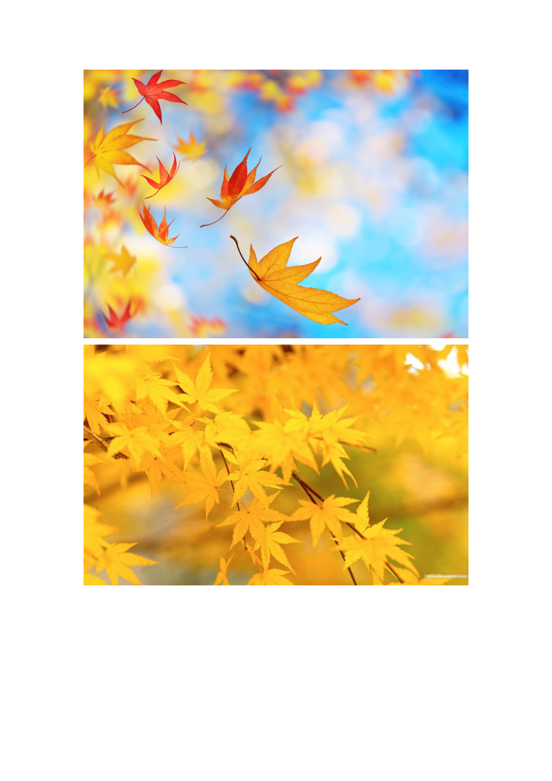 大班语言《秋的画报》微反思_09.png