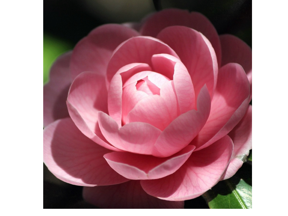 flowers_01.png