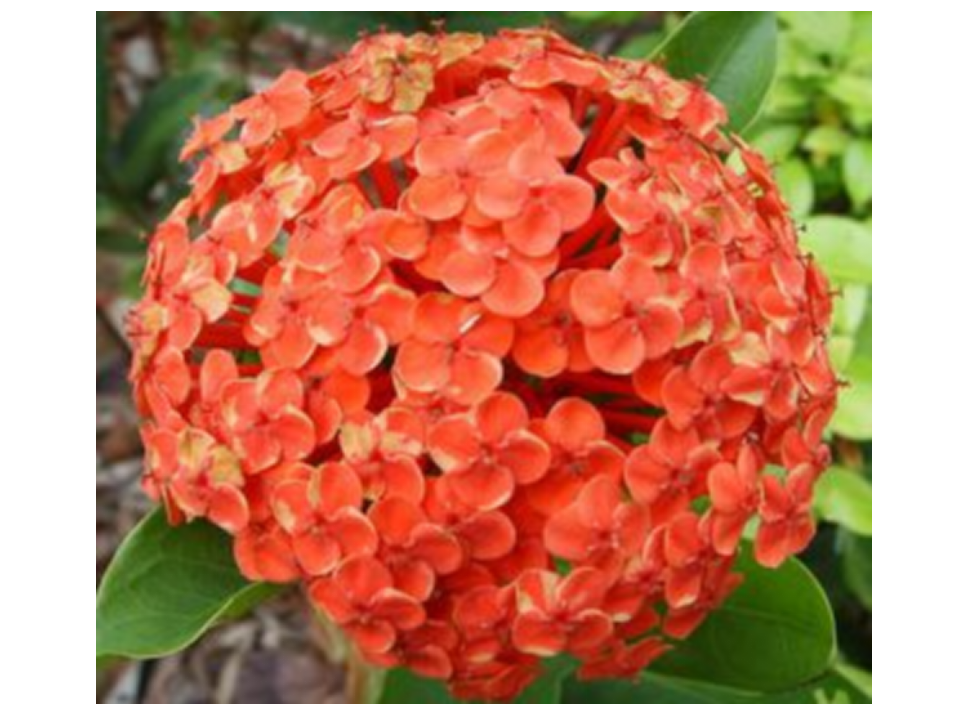 flowers_02.png