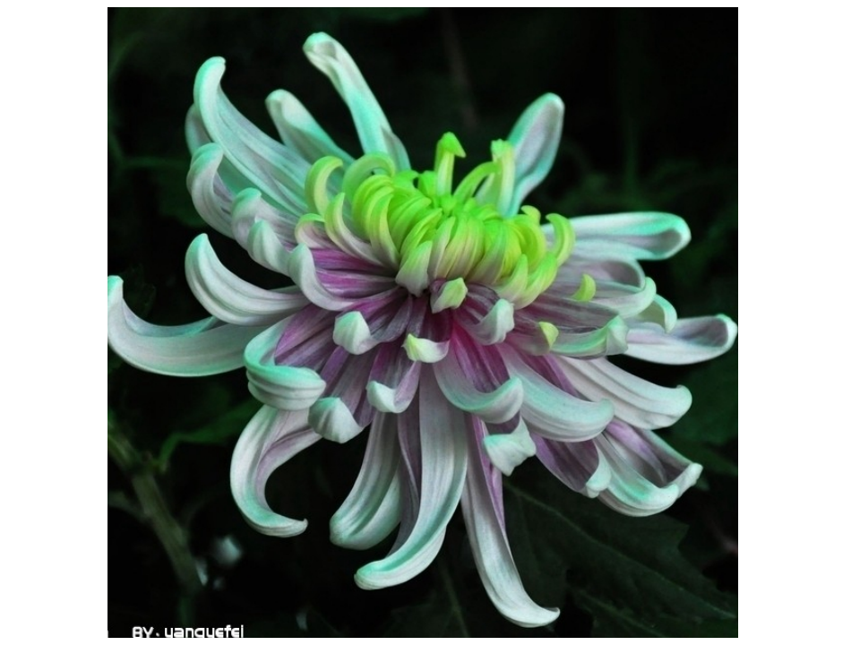 flowers_03.png
