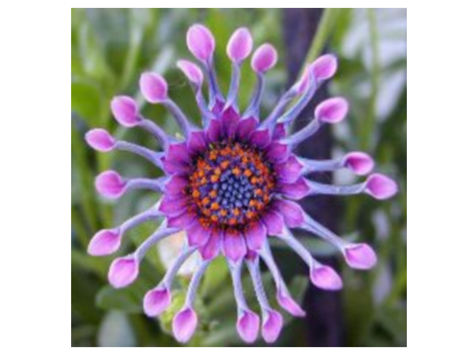 flowers_04.png