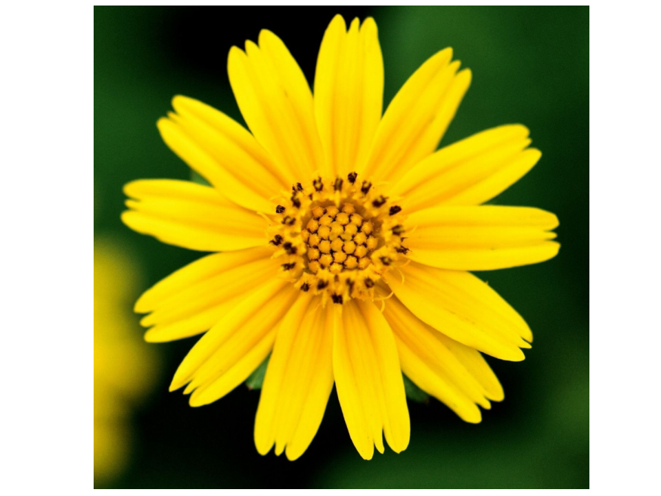 flowers_05.png