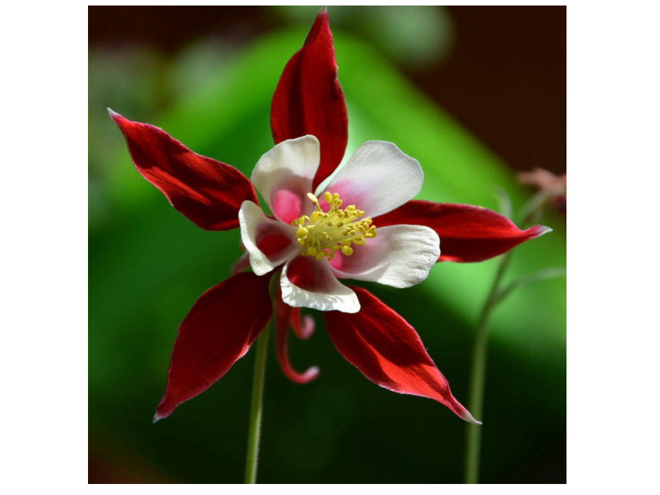 flowers_06.png