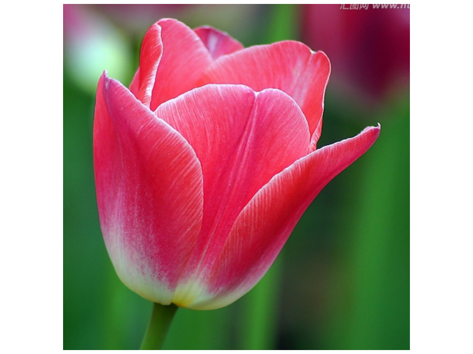 flowers_08.png