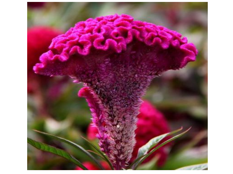 flowers_09.png
