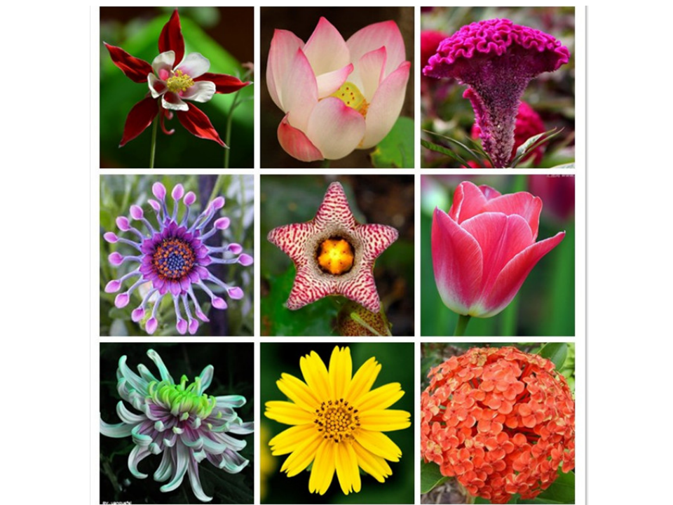 flowers_10.png