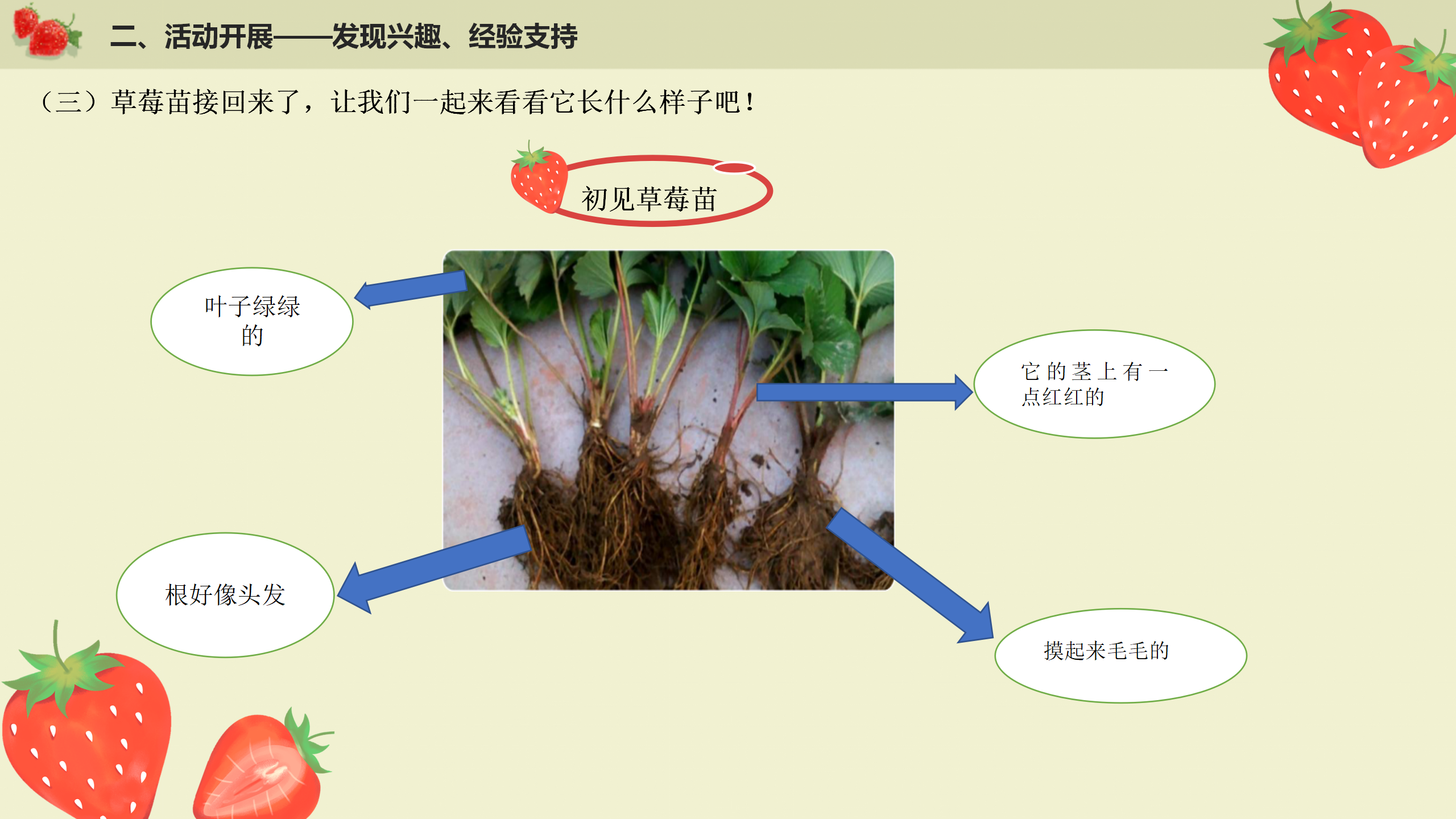 小班课程故事《遇见小“莓”好》_幼儿园班本课程_08.png