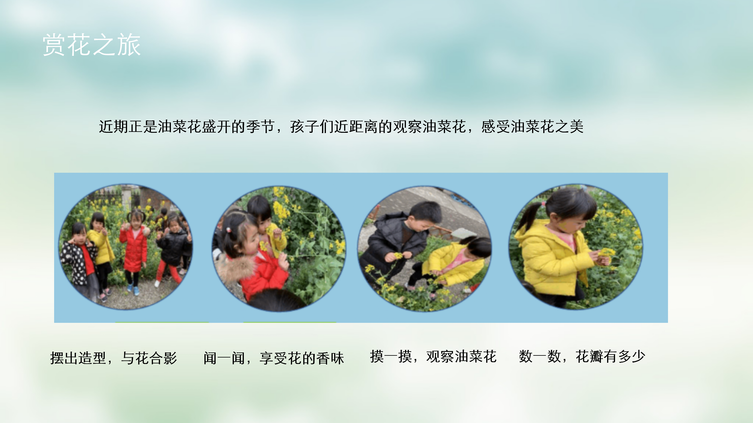 小班课程故事《油菜花的故事》_幼儿园班本课程_06.png