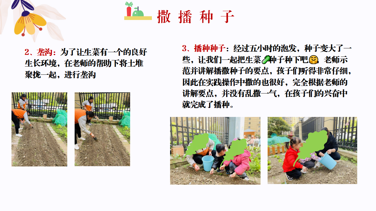 幼儿园班本课程故事—你好，生菜（57页）1_幼儿园班本课程_24.png