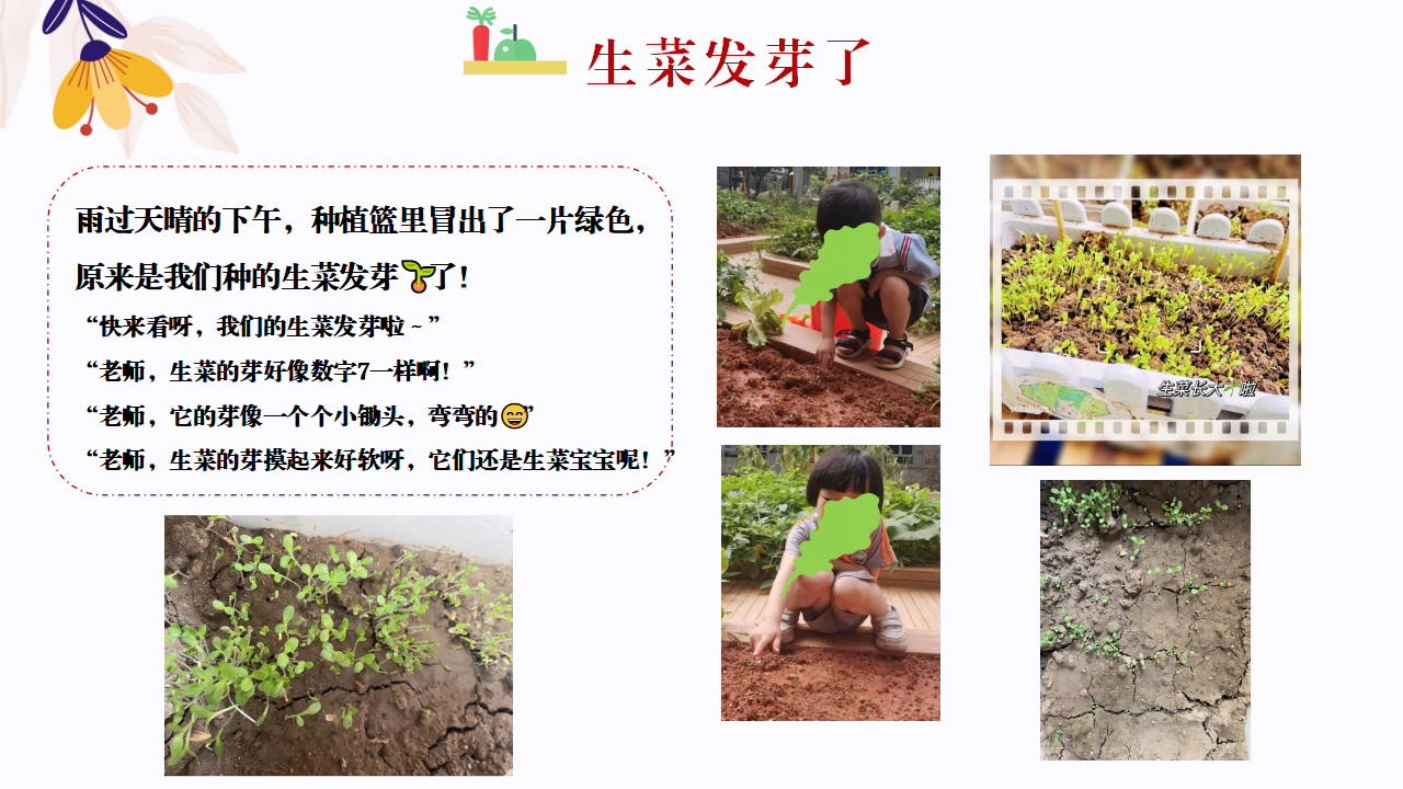 幼儿园班本课程故事—你好，生菜（57页）1_幼儿园班本课程_27.png