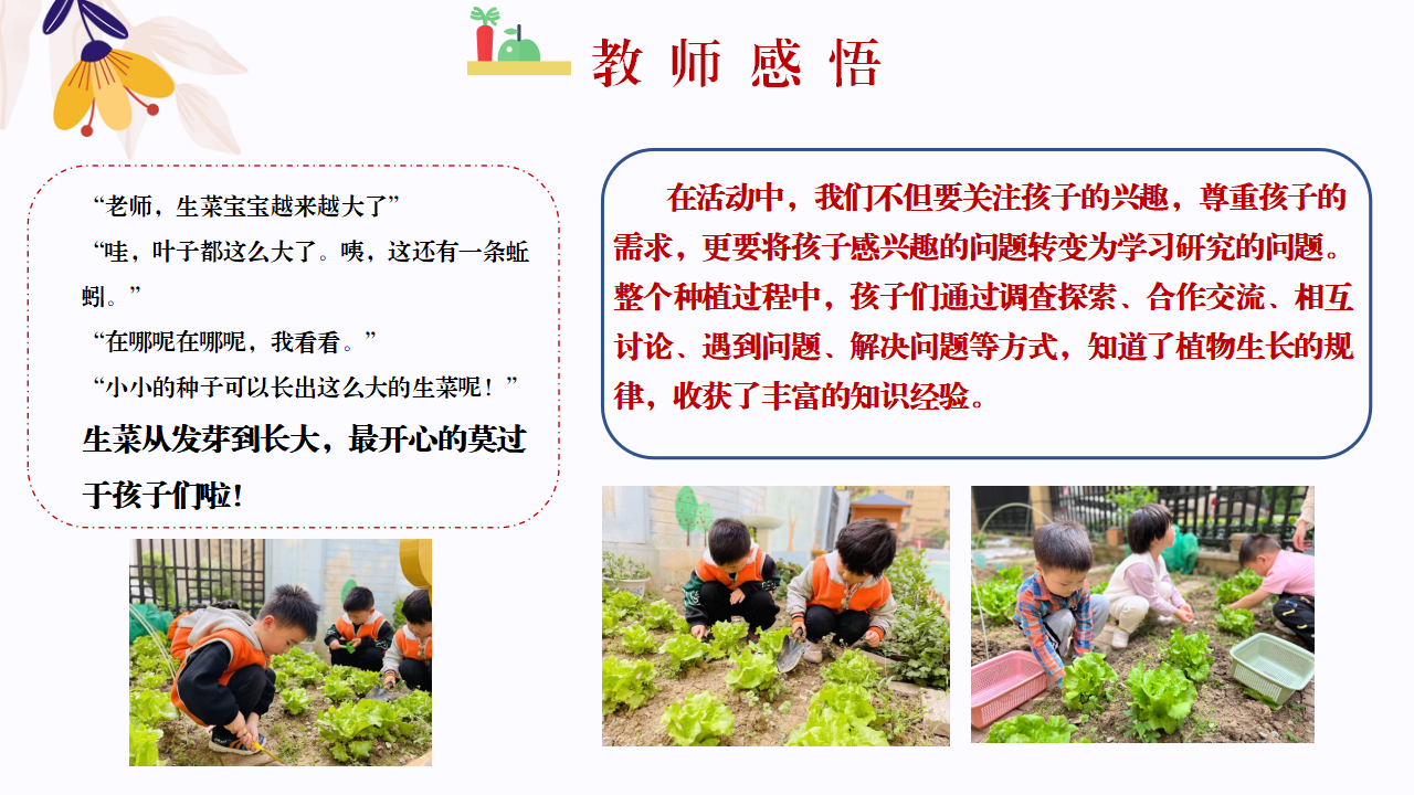 幼儿园班本课程故事—你好，生菜（57页）1_幼儿园班本课程_31.png