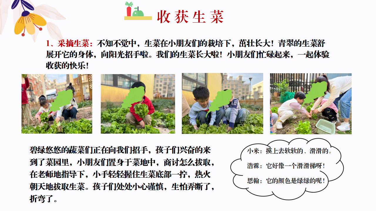 幼儿园班本课程故事—你好，生菜（57页）1_幼儿园班本课程_34.png