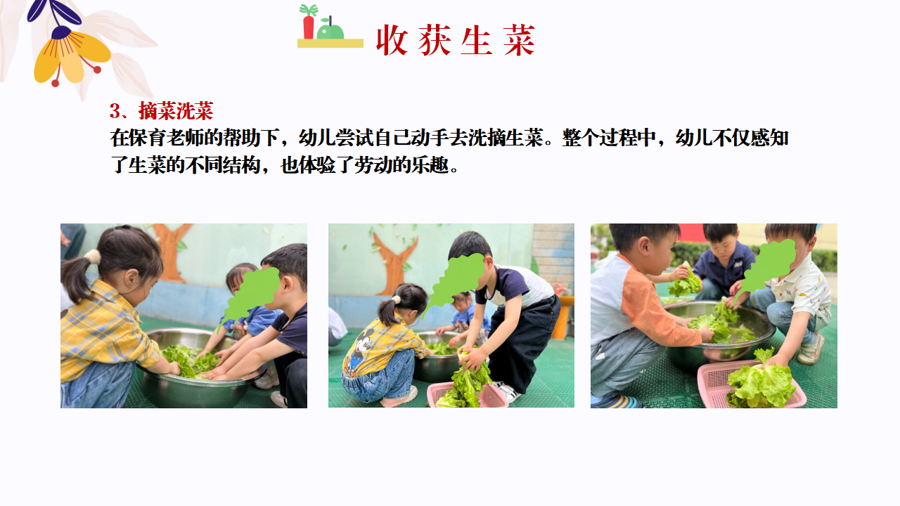 幼儿园班本课程故事—你好，生菜（57页）1_幼儿园班本课程_36.png