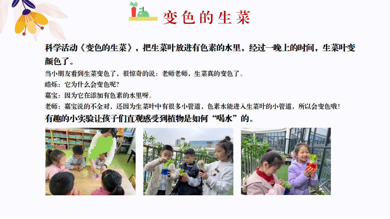 幼儿园班本课程故事—你好，生菜（57页）1_幼儿园班本课程_53.png