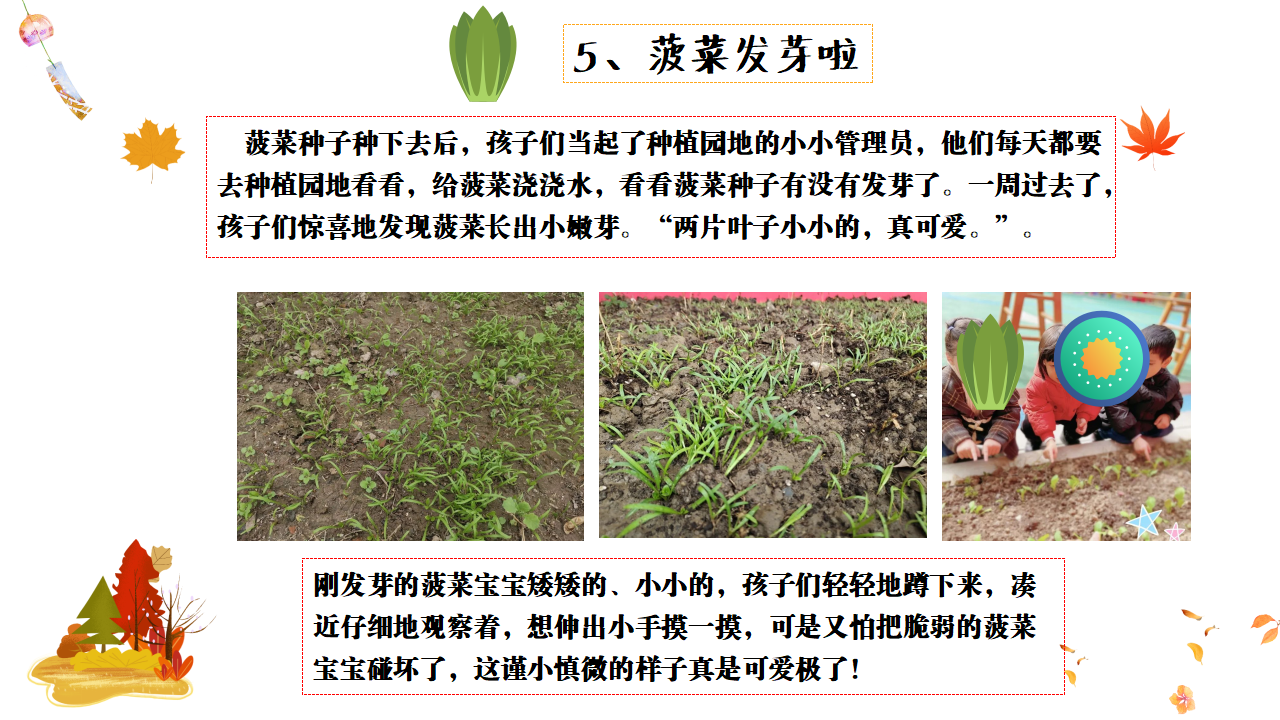 幼儿园班本课程故事——遇见菠菜（58页）_幼儿园班本课程_24.png
