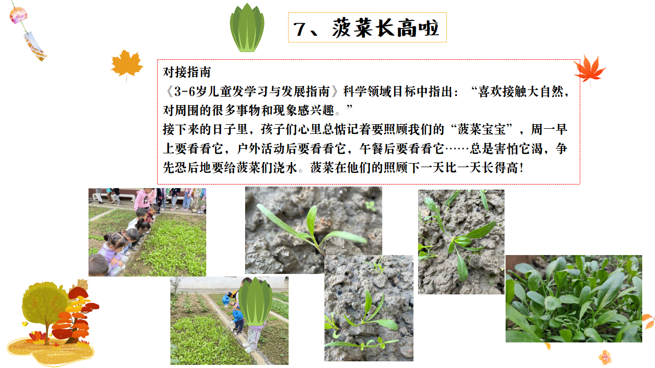 幼儿园班本课程故事——遇见菠菜（58页）_幼儿园班本课程_27.png
