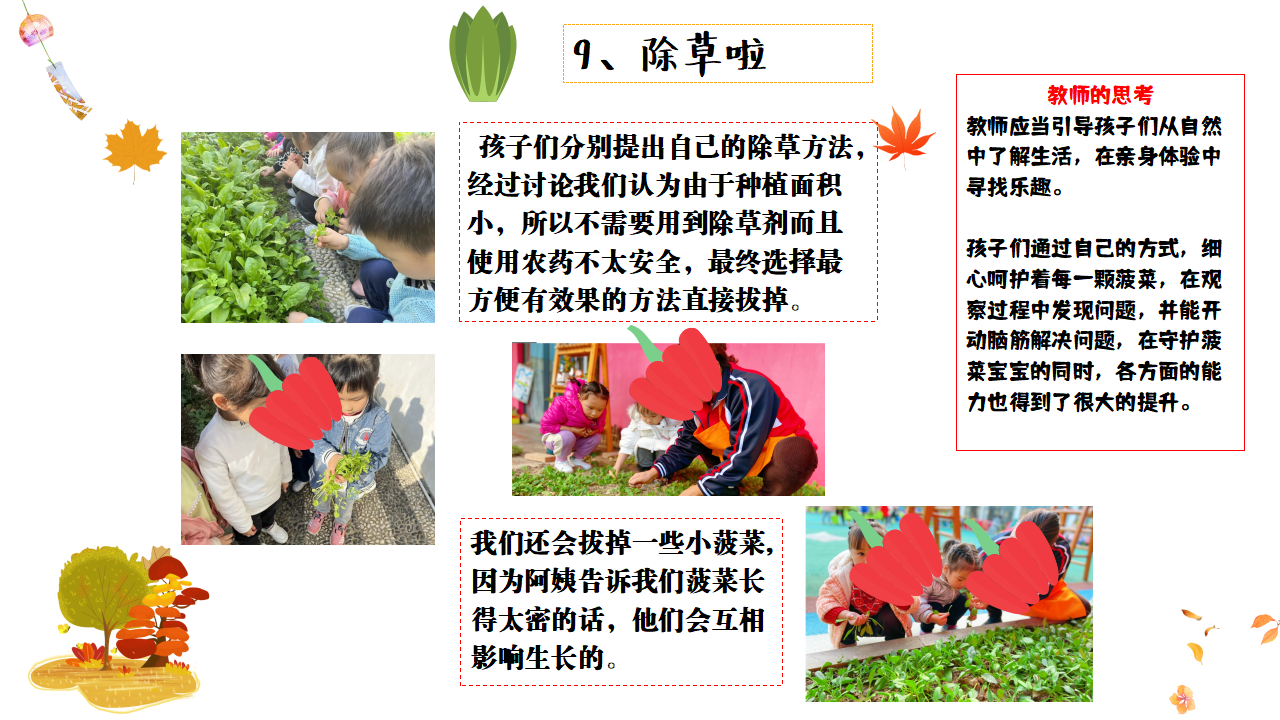 幼儿园班本课程故事——遇见菠菜（58页）_幼儿园班本课程_30.png