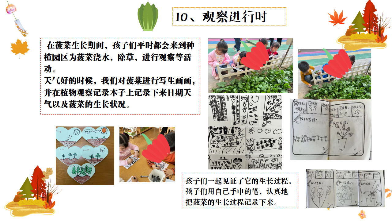 幼儿园班本课程故事——遇见菠菜（58页）_幼儿园班本课程_31.png