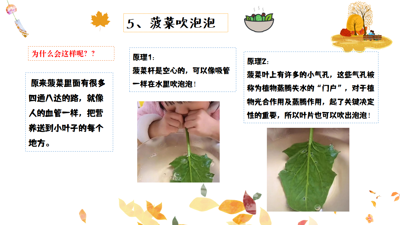 幼儿园班本课程故事——遇见菠菜（58页）_幼儿园班本课程_52.png