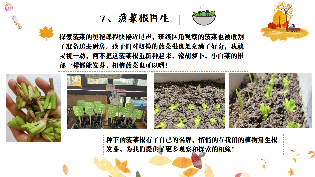幼儿园班本课程故事——遇见菠菜（58页）_幼儿园班本课程_56.png