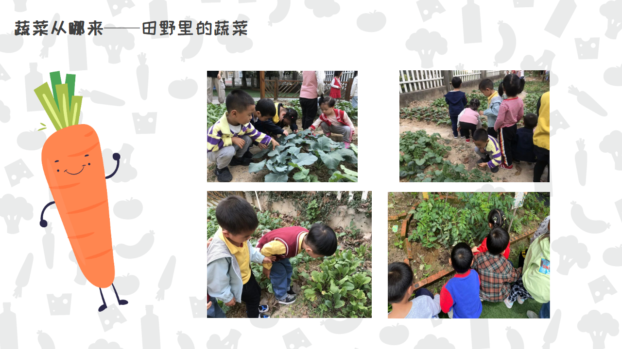 幼儿园班本课程《遇见蔬菜》PPT_幼儿园班本课程_14.png