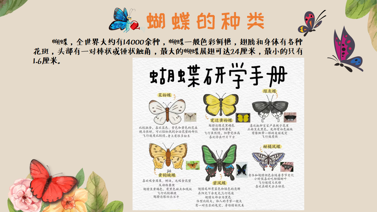 幼儿园班本课程《追逐蝴蝶》PPT_幼儿园班本课程_16.png