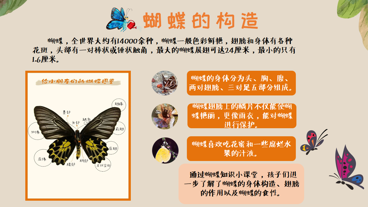 幼儿园班本课程《追逐蝴蝶》PPT_幼儿园班本课程_18.png
