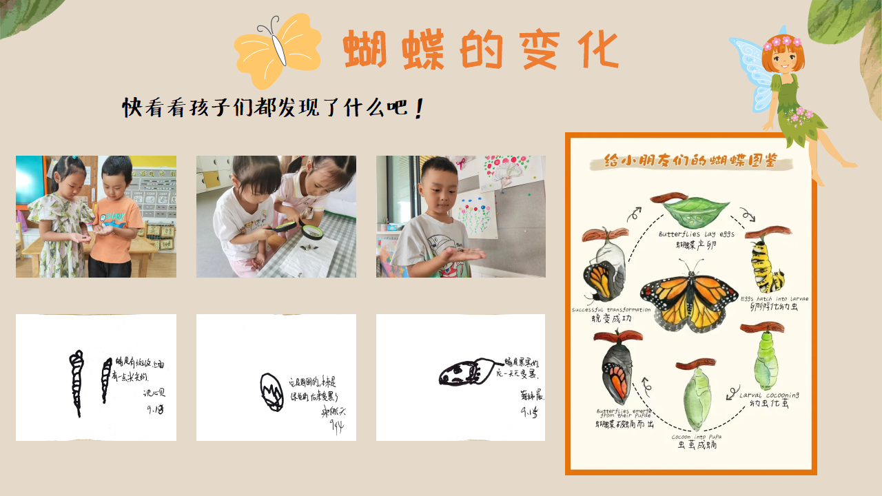 幼儿园班本课程《追逐蝴蝶》PPT_幼儿园班本课程_21.png