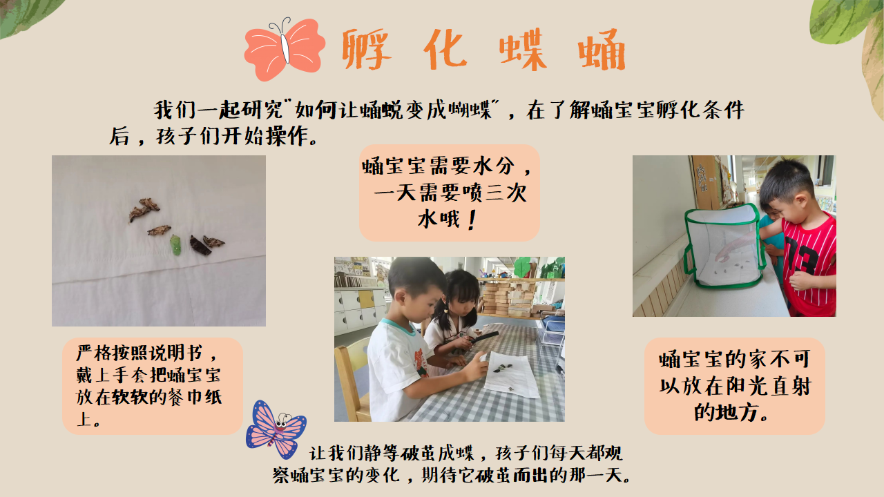 幼儿园班本课程《追逐蝴蝶》PPT_幼儿园班本课程_24.png