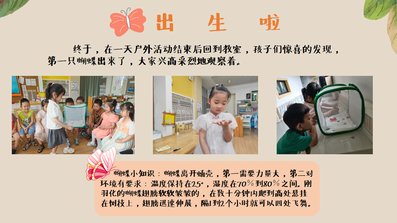 幼儿园班本课程《追逐蝴蝶》PPT_幼儿园班本课程_25.png