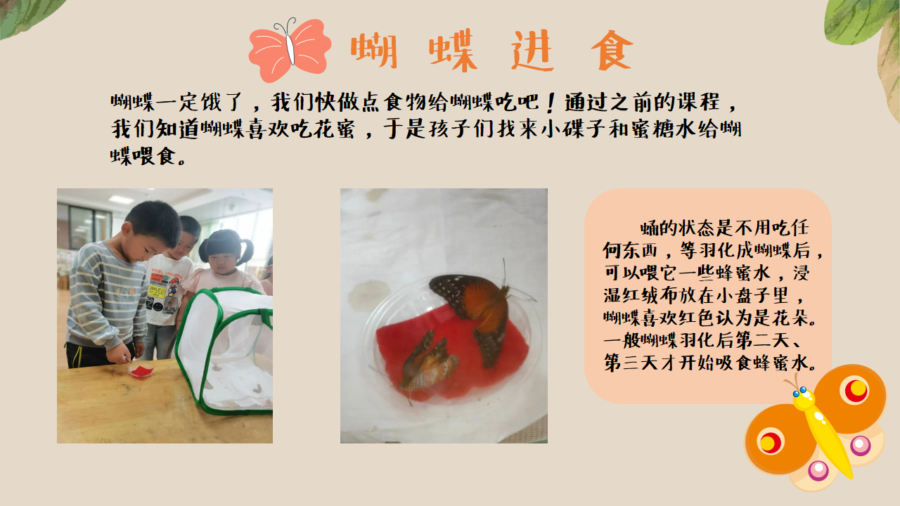 幼儿园班本课程《追逐蝴蝶》PPT_幼儿园班本课程_27.png
