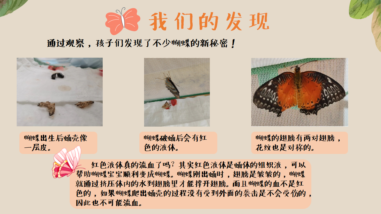 幼儿园班本课程《追逐蝴蝶》PPT_幼儿园班本课程_26.png