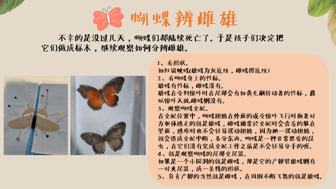 幼儿园班本课程《追逐蝴蝶》PPT_幼儿园班本课程_28.png