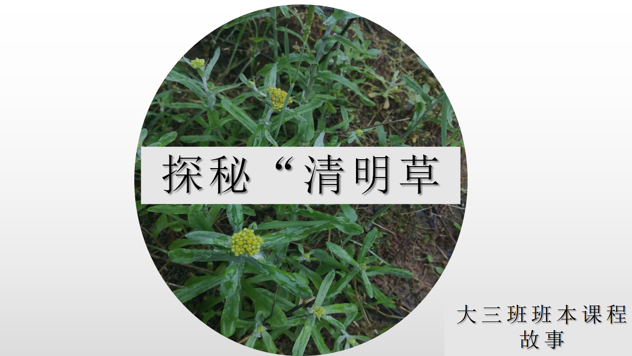 幼儿园课程故事《探秘清明草》_幼儿园班本课程_01.png