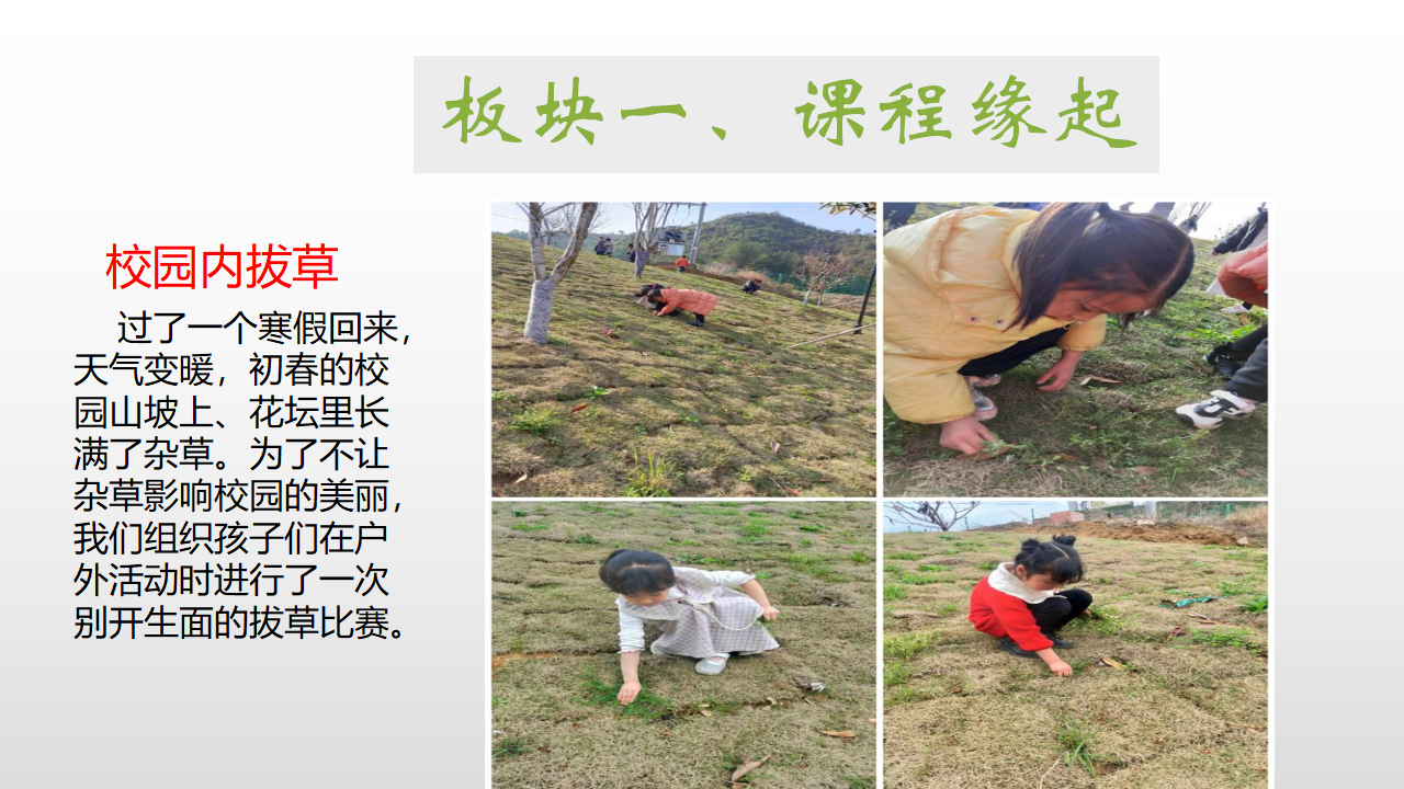 幼儿园课程故事《探秘清明草》_幼儿园班本课程_02.png