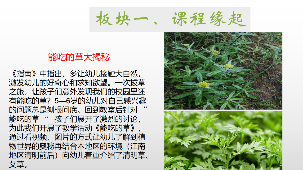 幼儿园课程故事《探秘清明草》_幼儿园班本课程_04.png