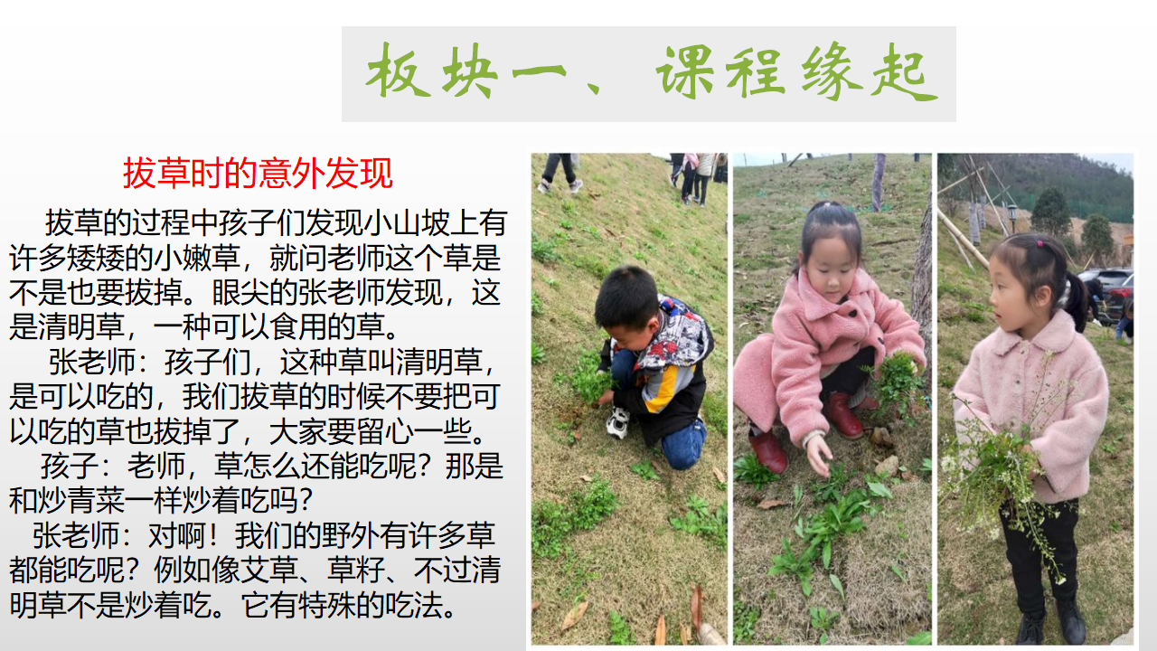 幼儿园课程故事《探秘清明草》_幼儿园班本课程_03.png