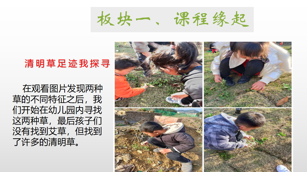 幼儿园课程故事《探秘清明草》_幼儿园班本课程_05.png