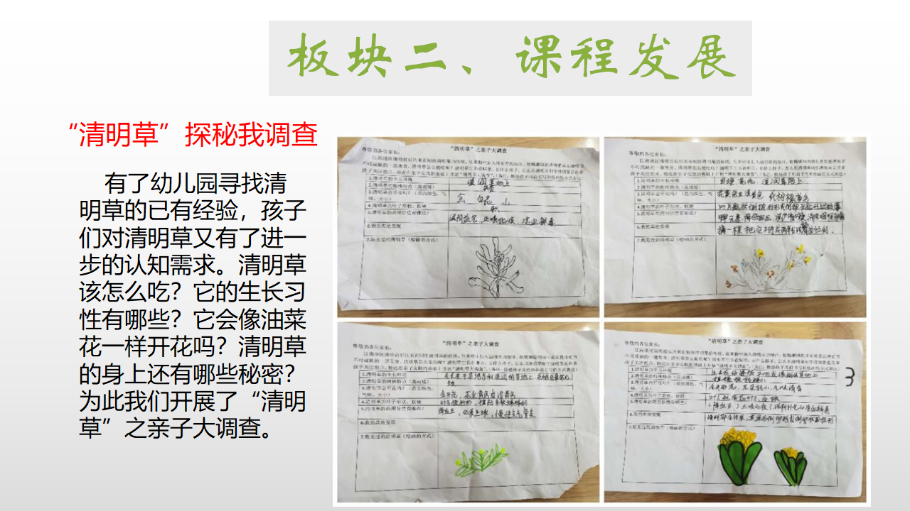 幼儿园课程故事《探秘清明草》_幼儿园班本课程_07.png