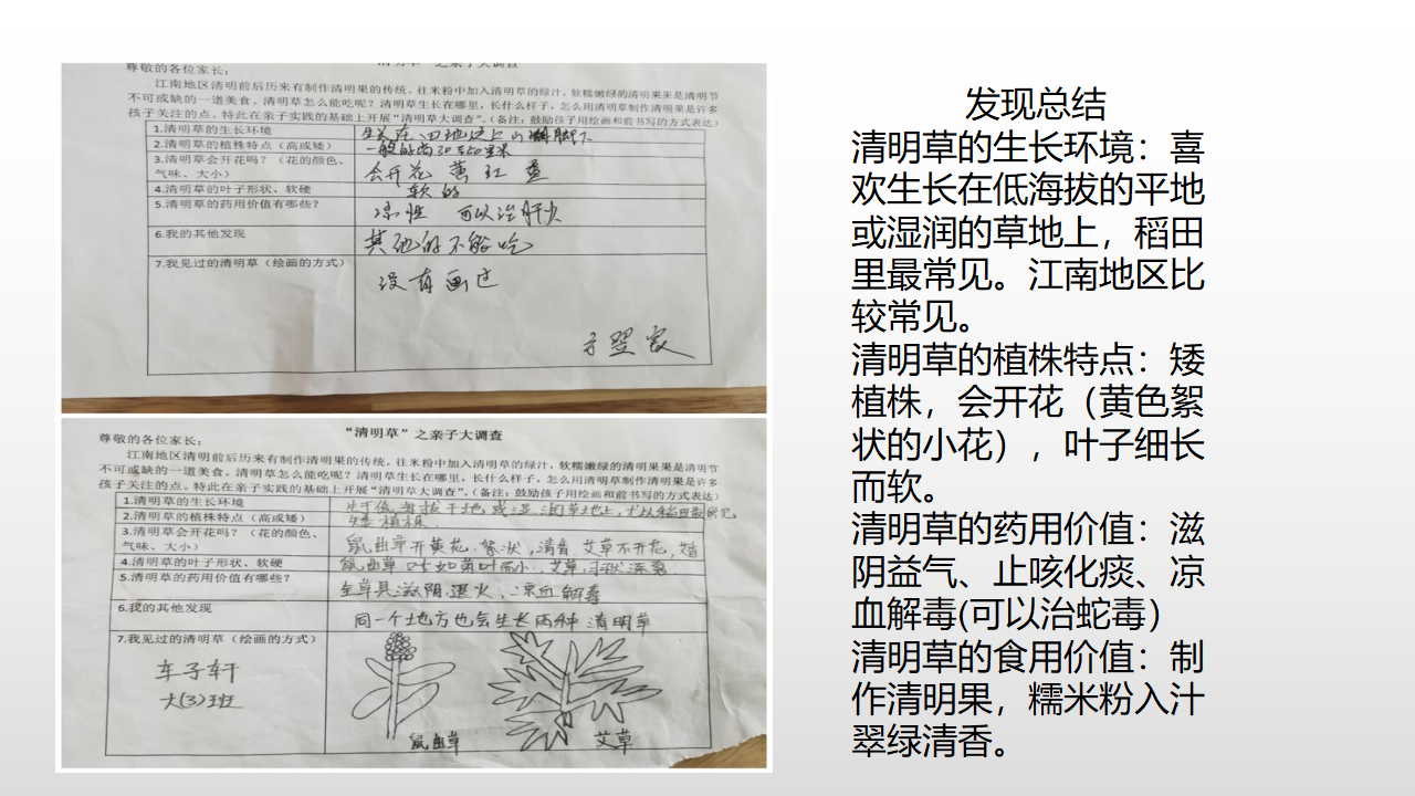 幼儿园课程故事《探秘清明草》_幼儿园班本课程_08.png