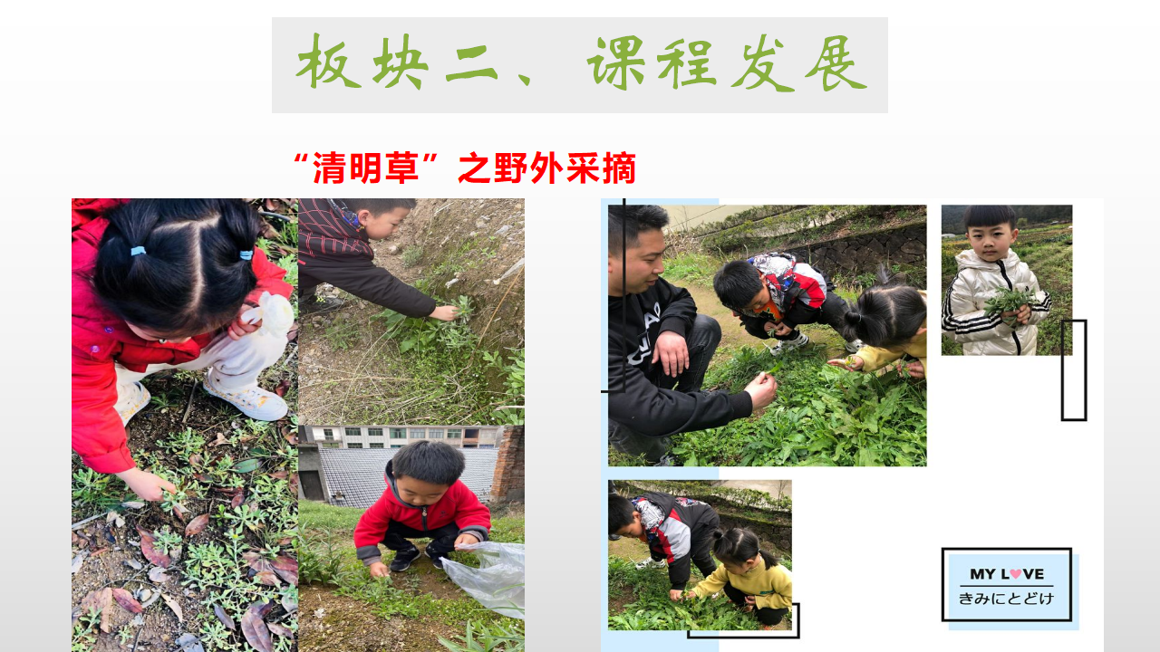 幼儿园课程故事《探秘清明草》_幼儿园班本课程_09.png