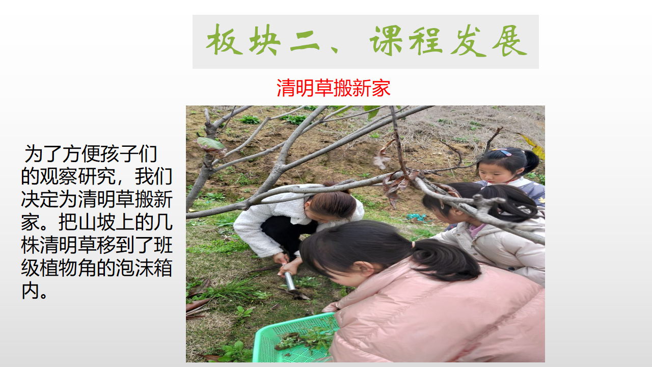 幼儿园课程故事《探秘清明草》_幼儿园班本课程_11.png