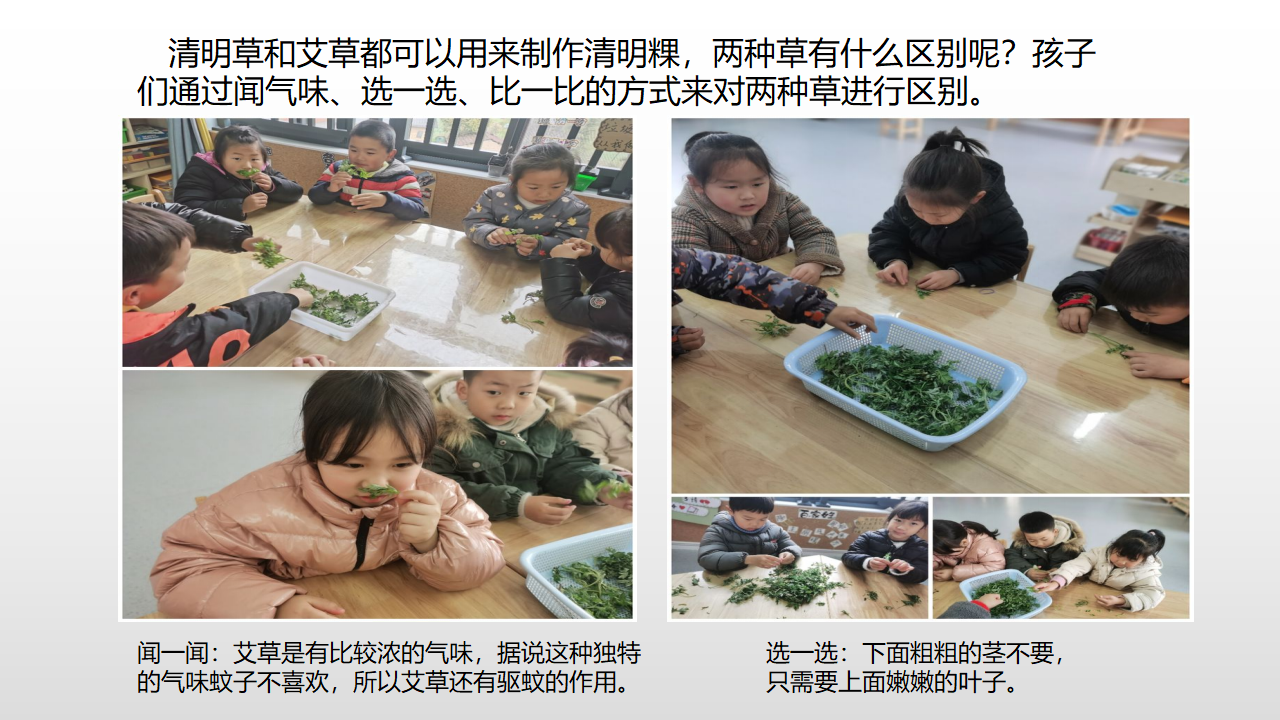 幼儿园课程故事《探秘清明草》_幼儿园班本课程_14.png