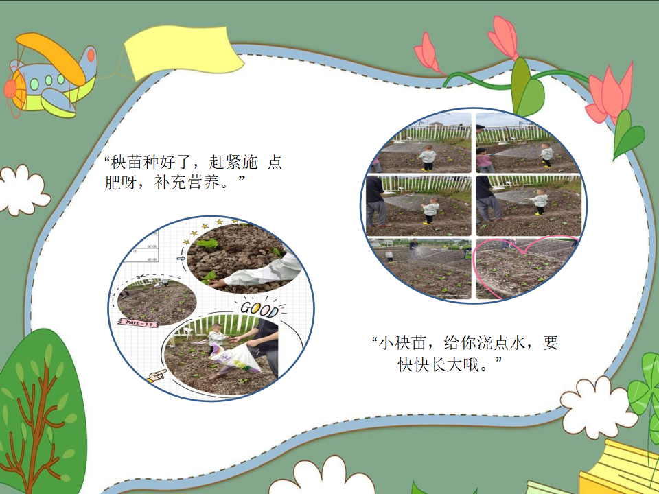 幼儿园课程故事《我爱大白菜》_幼儿园班本课程_05.png