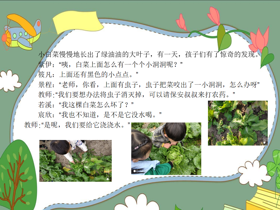 幼儿园课程故事《我爱大白菜》_幼儿园班本课程_08.png